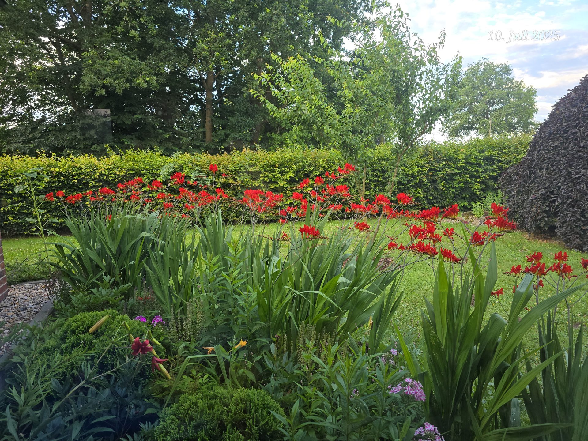 Blühendes Gartenbeet mit roten Montbretien und üppiger Gartengestaltung im Sommer